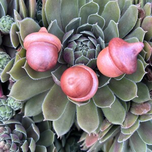 Acorns Wood Metallic Shimmer Natural Red Crimson Brown Shimmer Acorn Hand Stained Solid Wood decor set of 3 image 6