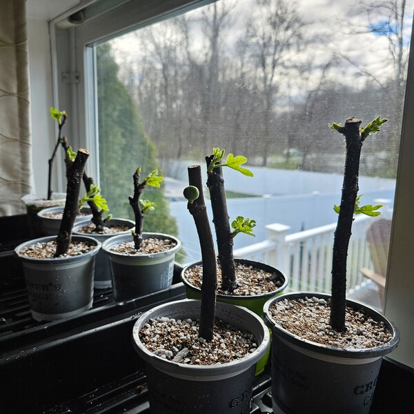 Chicago Hardy Fig Rooted Cuttings