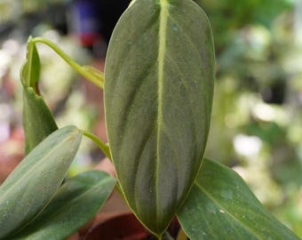 Philodendron gigas 4" pot live plant US Seller dark velvet leaves