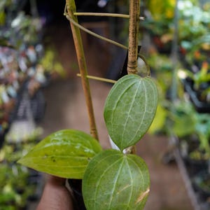 Hoya latifolia Dinner Plate with bamboo Trellis 5" pot wax flower plant US Seller