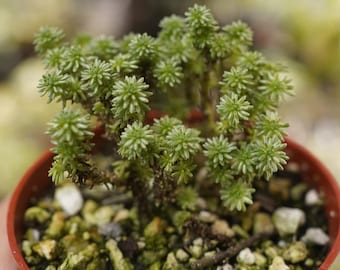Sedum multiceps Miniature Joshua Tree 4"  plant pot bonsai start