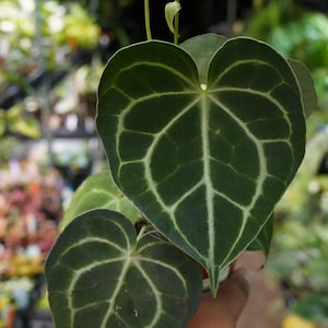 Anthurium clarinervium velvet foliage 4" pot Live plant US Seller