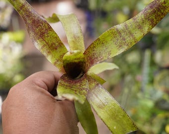 neoregelia red waif dwarf bromeliad cut offset