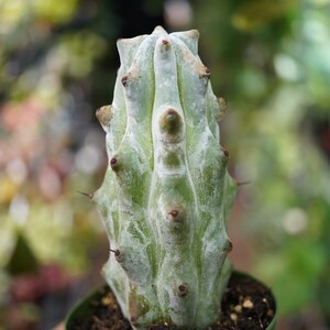 May include: A close-up of a green cactus in a small green pot. The cactus has a unique, textured surface with small brown protrusions and tiny spines. The background is blurred, suggesting an outdoor setting.