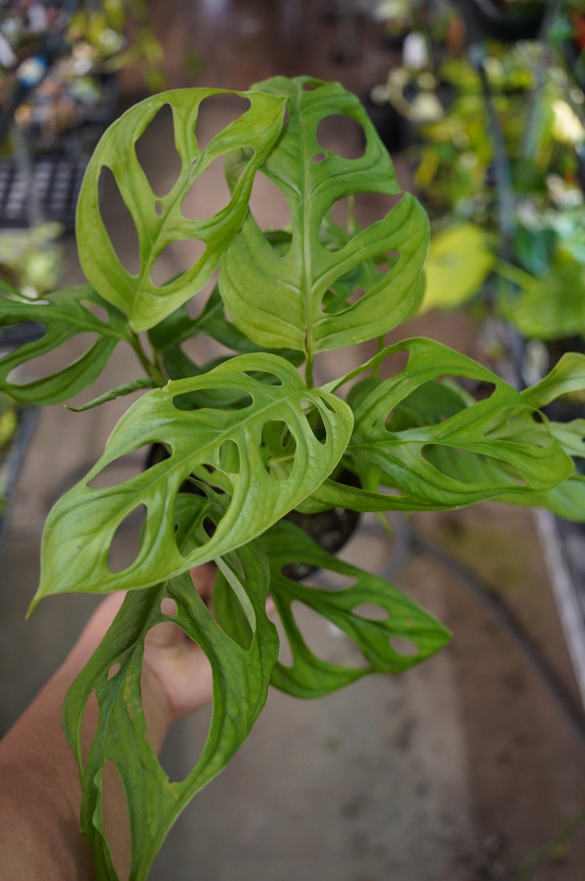 Monstera Epipremnoides "esqueleto" - Etsy