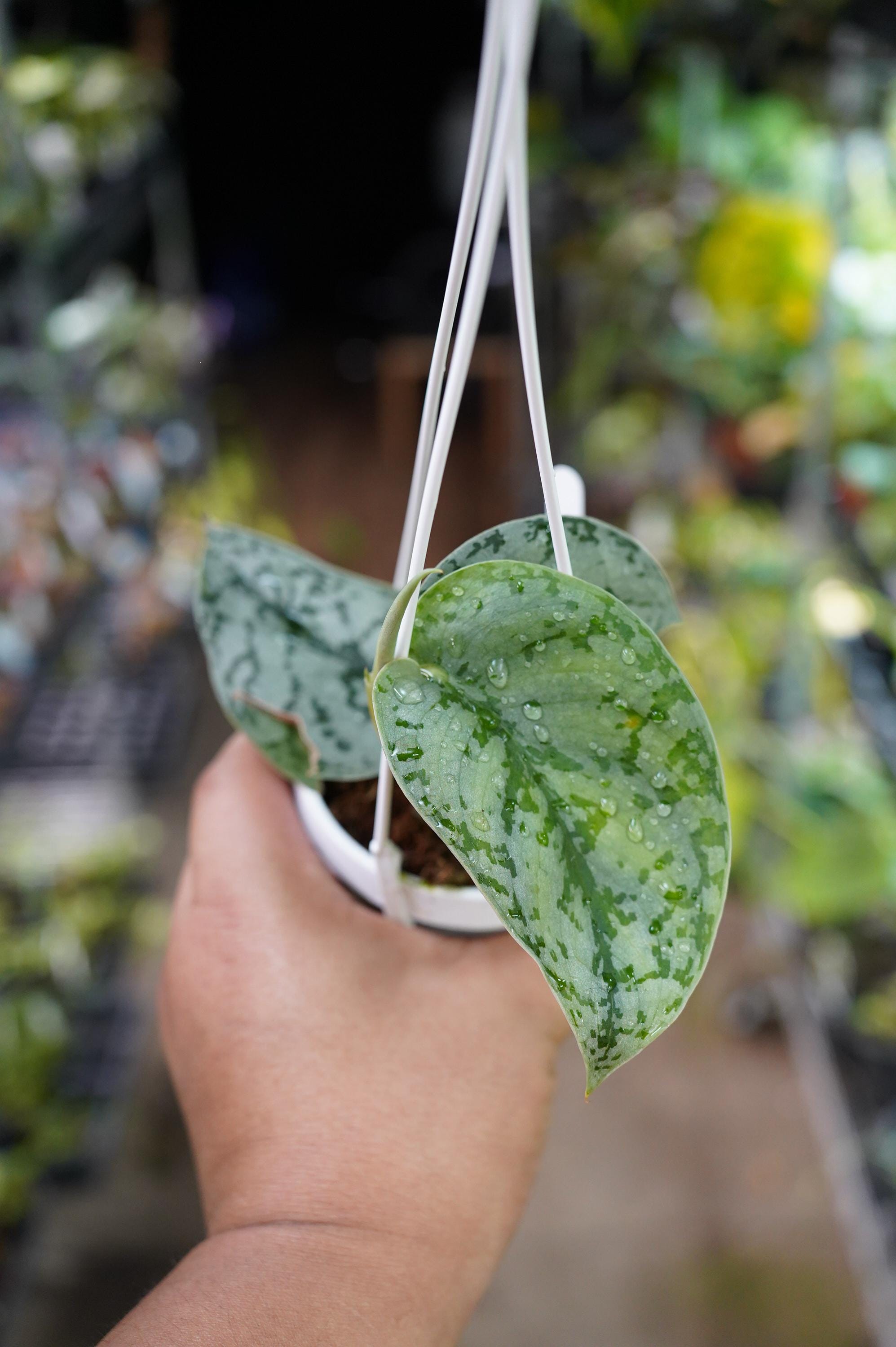 Scindapsus Mariposa - Etsy