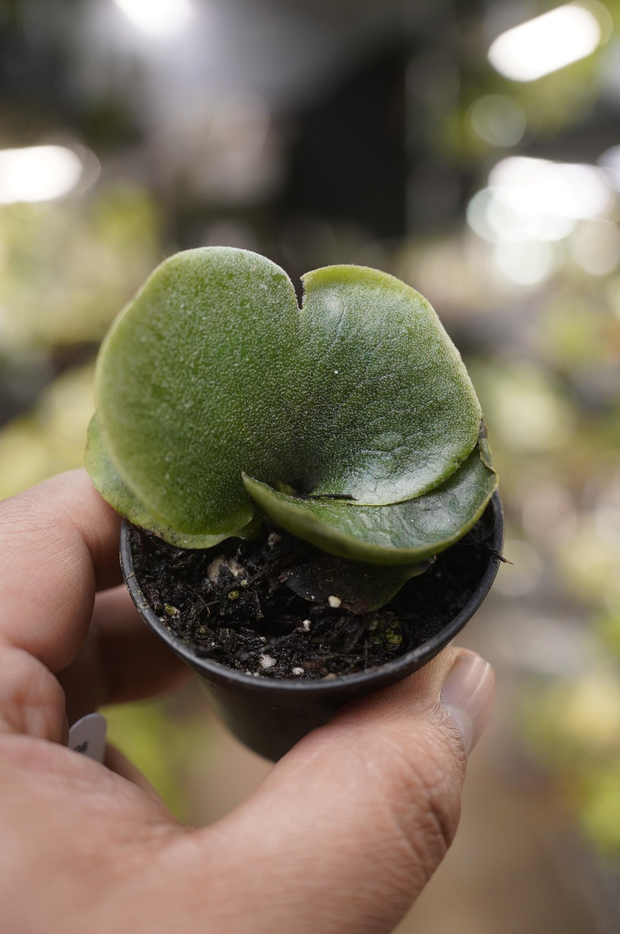 Platycerium Starter Plant - Etsy