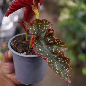 May include: A potted begonia plant with distinct foliage featuring deep red undersides and dark green upper surfaces speckled with small white spots. The plant is housed in a simple, plain gray plastic pot filled with dark potting soil.