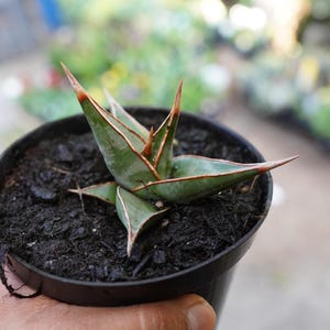 Sansevieria Dracaena pinguicula 3&quot; live walking snake plant pot US Seller