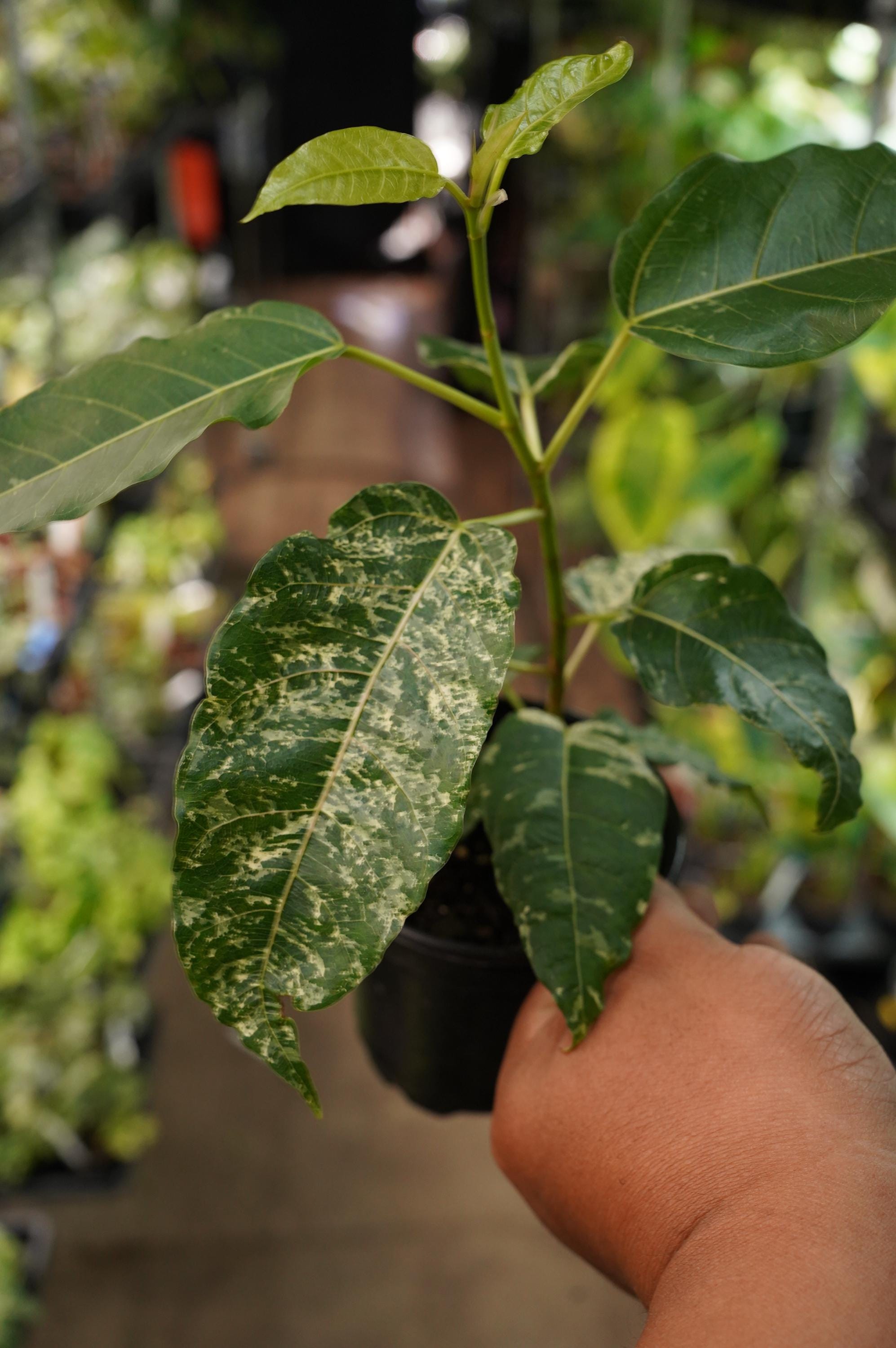 Ficus Aspera Mosiac clown fig 4" starter live plant pot US Seller