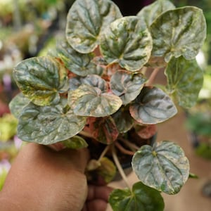 Pink lady peperomia caperata variegated marble chameleon 4" pot live plant US Seller