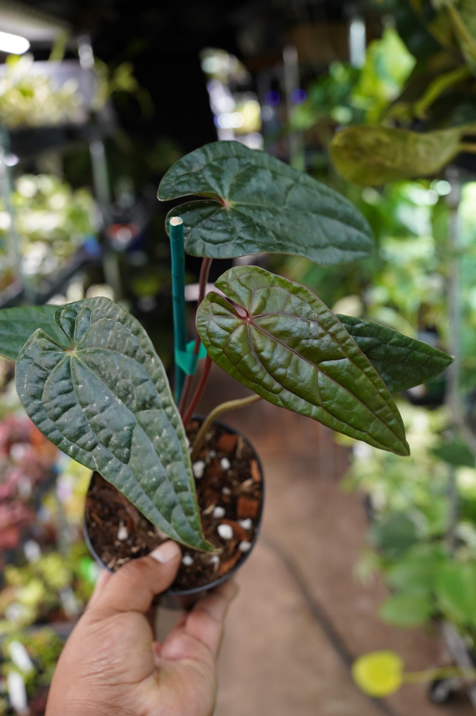 Anthurium RVDP (red Vein Dark Phoenix) X Luxurian Hybrid 4