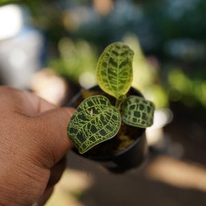 May include: A small potted plant with three green leaves. The leaves have a distinctive pattern of light green veins against a darker green background. The plant is in a small black pot, held in a person's hand.