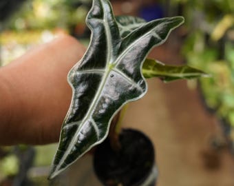 Alocasia nobilis 2" starter live plant pot US seller purple veins non variegated