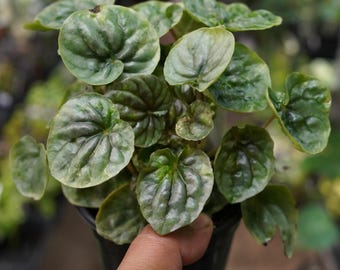 Pink lady peperomia caperata variegated marble chameleon 4&quot; plant pot