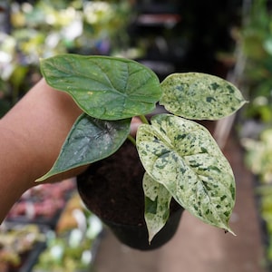 Alocasia baginda Dragon Scale Mint variegated 4" Pot Live Plant US Seller