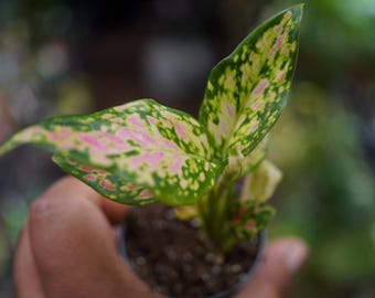 Alocasia Red Emergent Infernalis Starter Plant (ALL STARTER PLANTS