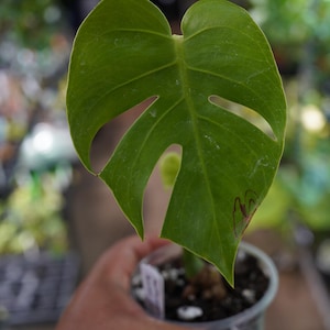 monstera thai constellation substrat Monstera Thai Constellation