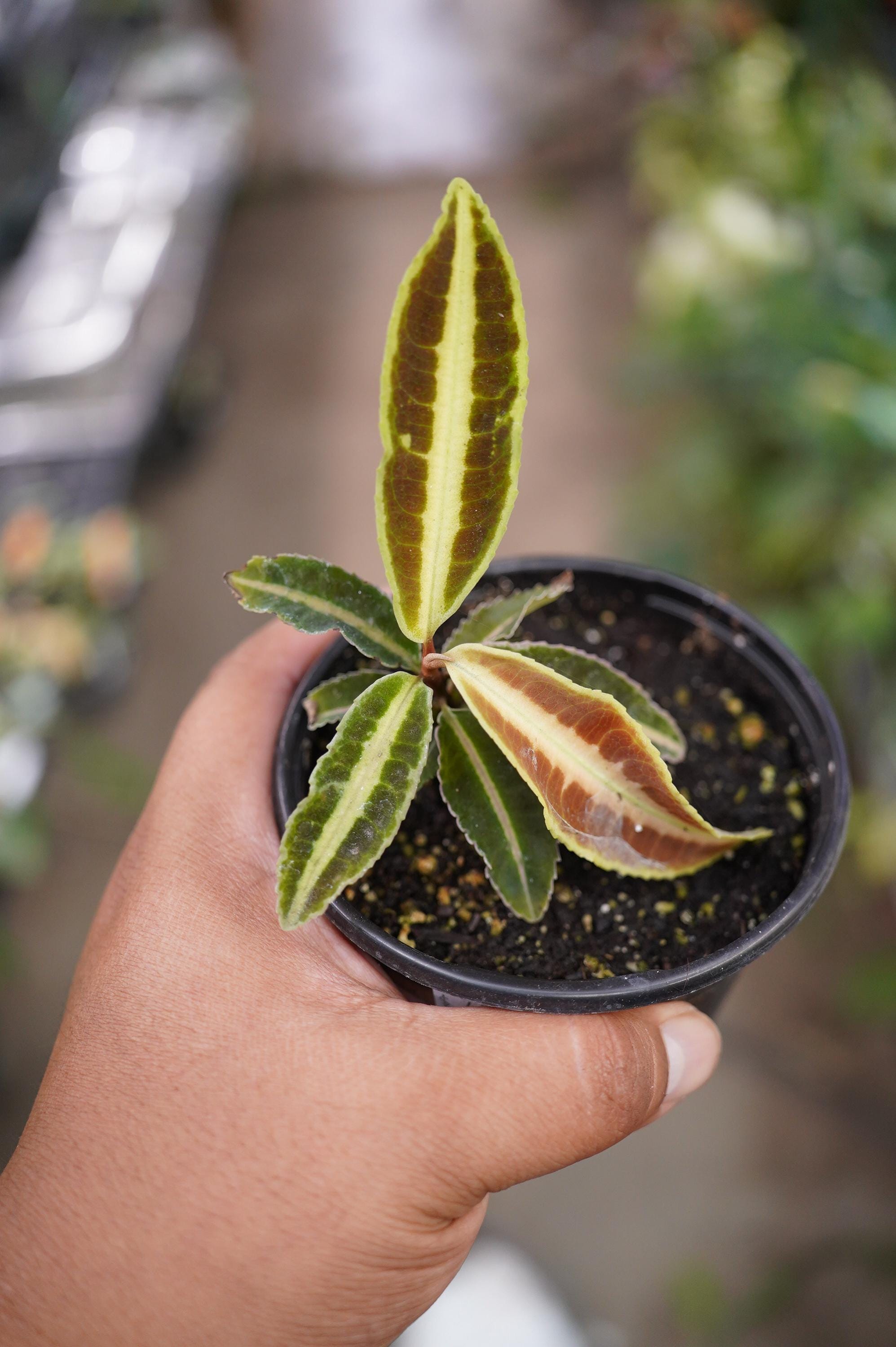 熱帯植物　Pursegloveia sp. Sarawak Sp Sarawak Begonia - Etsy