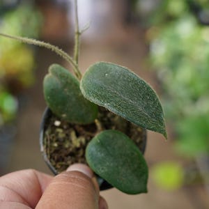 May include: A small potted plant with three green leaves and a thin stem. The leaves have a textured surface and are held in a small black pot. The plant is being held by a person.