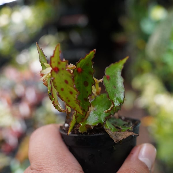 Begonia amphioxus rare terrarium 2" pot US Seller artificially propagated live plant