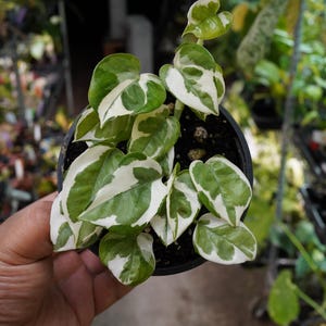 May include: A potted plant with green and white variegated leaves. The plant is in a black pot and is held by a person's hand. The background is blurred, suggesting a nursery or garden setting.