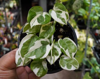 Teruno Epipremnum Aureum Alice (marble Variegated Hanahana) Ultra