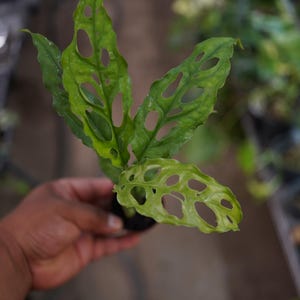 Monstera obliqua peru  2" pot live plant. Not adansonii Swiss cheese