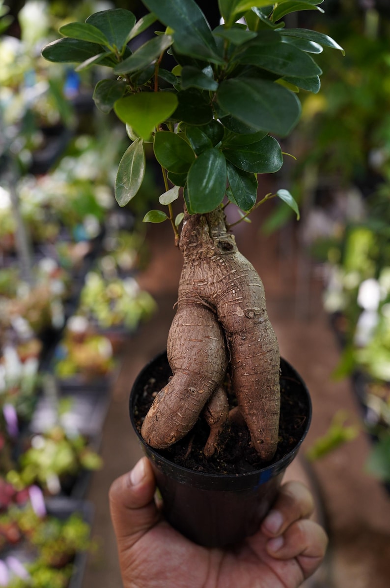 TzakisNaturals Ficus Ginseng Bonsai Tree - Thumbnail 4