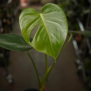 Monstera deliciosa Swiss cheese normal green 4&quot; pot live plant US Seller