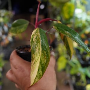 May include: Close-up of a Philodendron plant with a vibrant, variegated leaf. The leaf displays a mix of green, yellow, and cream colors, with a reddish stem. The plant is held in a small black pot, showcasing a tropical houseplant.
