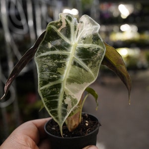 Alocasia Amazonica variegated exact plant