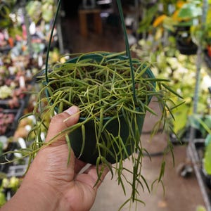 May include: A hanging green plastic pot filled with a Hoya linearis plant. The plant has long, thin, light green leaves that cascade downwards. The pot is suspended by a green wire hanger, and the background is filled with other plants.