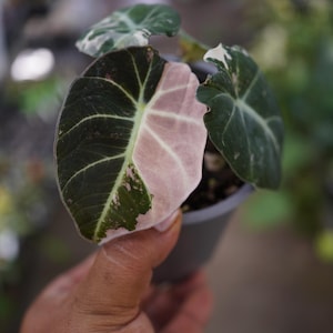 May include: A small Alocasia plant in a gray plastic pot featuring heart-shaped leaves with a variegated pattern. The foliage displays a striking contrast of deep dark green sections alongside soft pastel pink and white patches with visible veins.