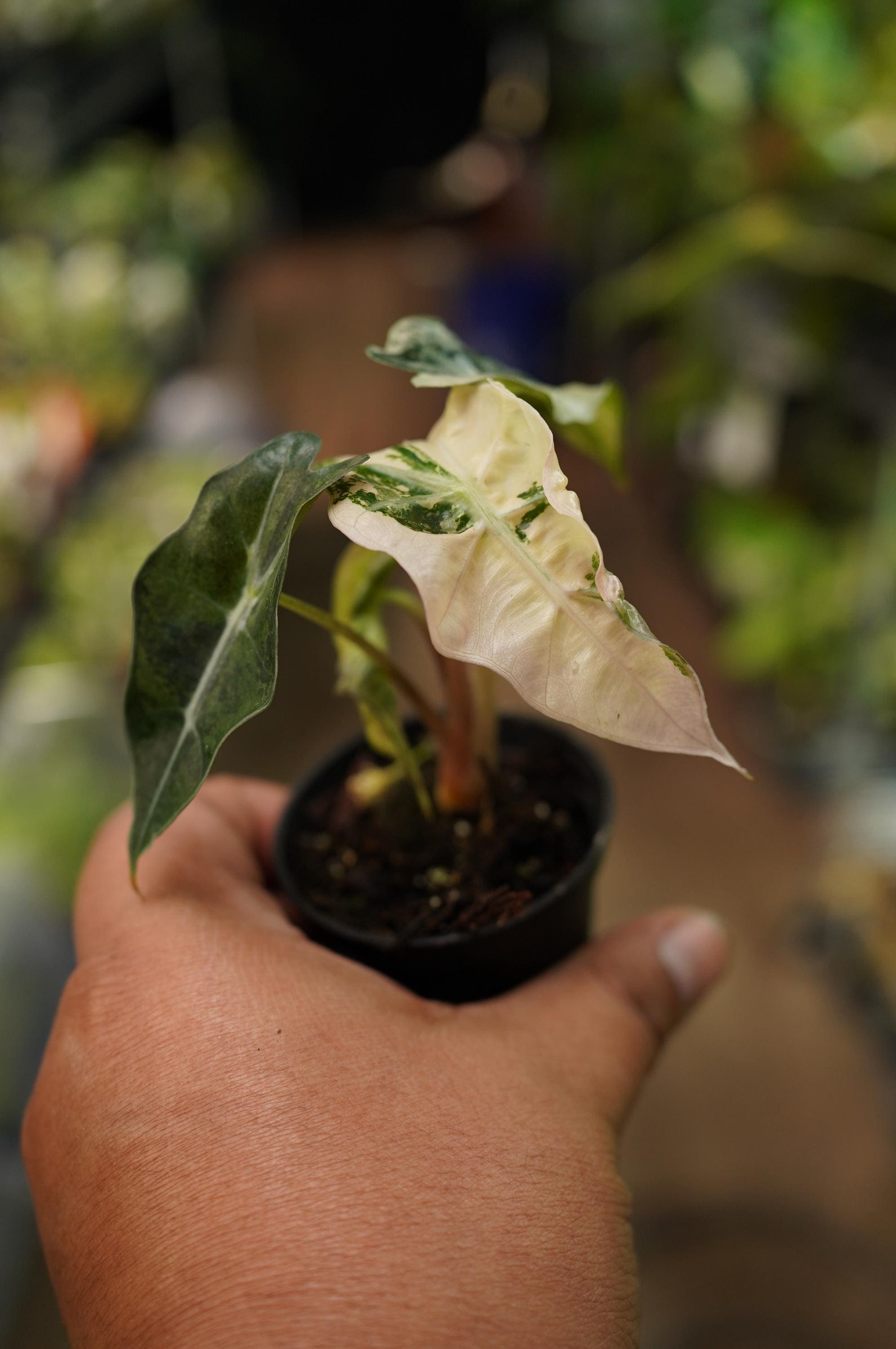 Alocasia amazonica polly Higher variegated plant  2" pot live US Seller