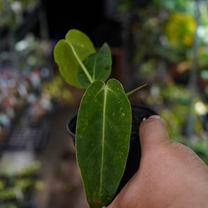 May include: A close-up of a small potted plant with large, heart-shaped green leaves. The leaves have prominent veins and a slightly textured surface. The plant is held in a black pot, with a blurred background of other plants.