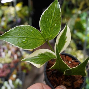 May include: A small potted plant with green leaves edged in white. The leaves have visible veins and water droplets. The plant is in a black pot with a brown, mulch-like material. The background is blurred, suggesting a nursery setting.
