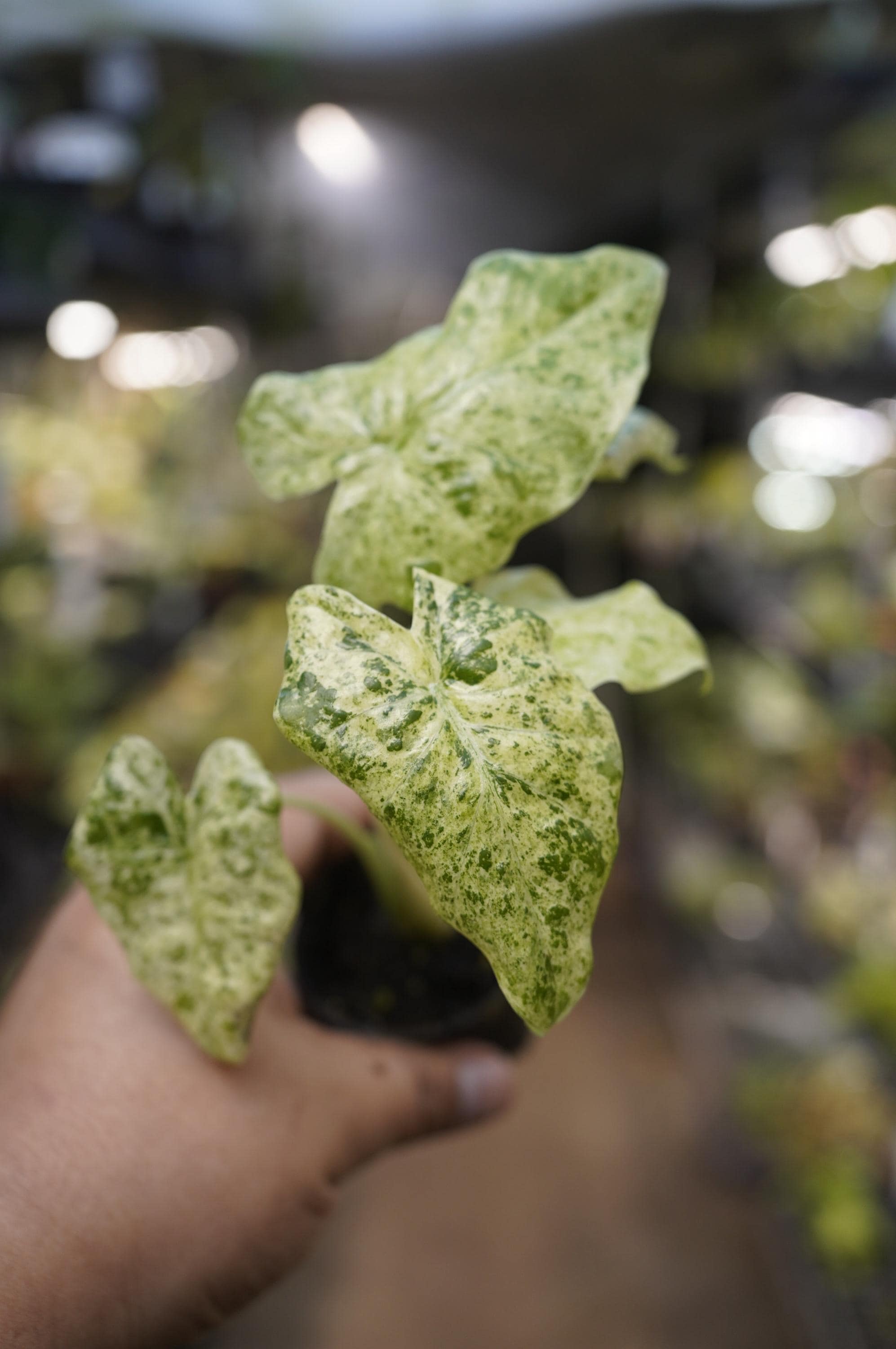 Alocasia macrorrhiza  Camouflage variegated 2" starter pot