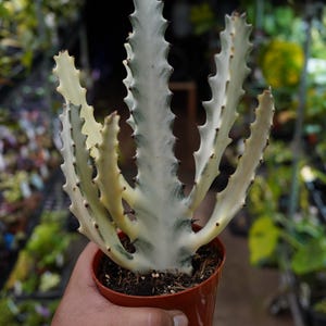 Euphorbia lactea Cactus White Ghost Dragon Bone 4'' rare cacti succulent live plant pot US Seller