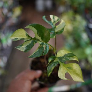 philodendron pacová Philodendron Martianum | Philodendron Pacova | Philodendron Fatboy