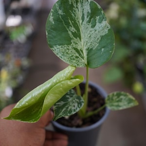 May include: A variegated Monstera plant in a small gray plastic pot. The plant features one large, upright leaf with white and green mottled patterns, a smaller unfurling light green leaf, and two smaller variegated leaves with white speckles.