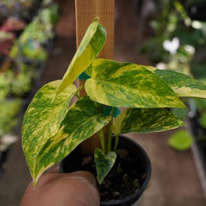 May include: A potted pothos plant with large, heart-shaped leaves. The leaves are a vibrant green, speckled with yellow variegation. The plant is in a small black pot, held by a person. The background is blurred, suggesting a nursery or garden setting.