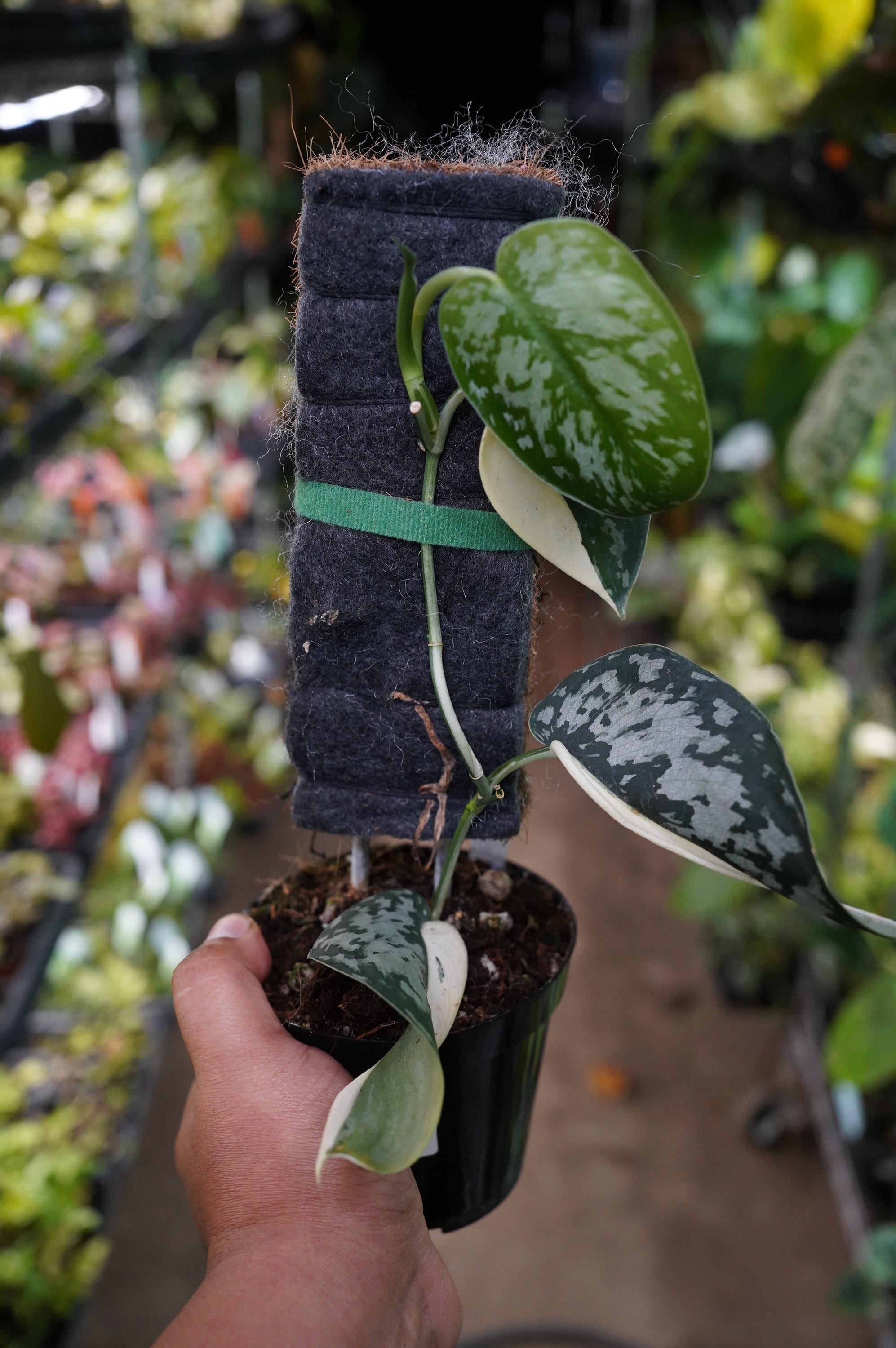 Scindapsus Mariposa - Etsy