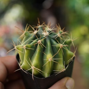 succulents terracotta pots 7.3 inch Round Succulent Planter Pots with Drainage Hole Bonsai Pots
