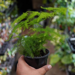 May include: A small, vibrant green plant with delicate, fern-like foliage in a black plastic pot. The plant is held in a hand, with a blurred background of other plants, suggesting a nursery or garden setting.
