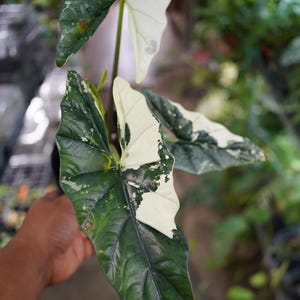 Alocasia simpo albo variegated in 6" pot