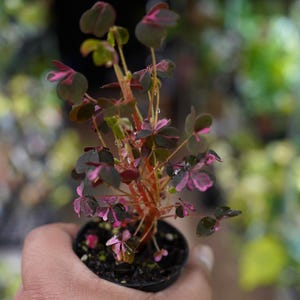 Oxalis Plum Crazy 2" pot variegated purple shamrock wood sorrel plant.
