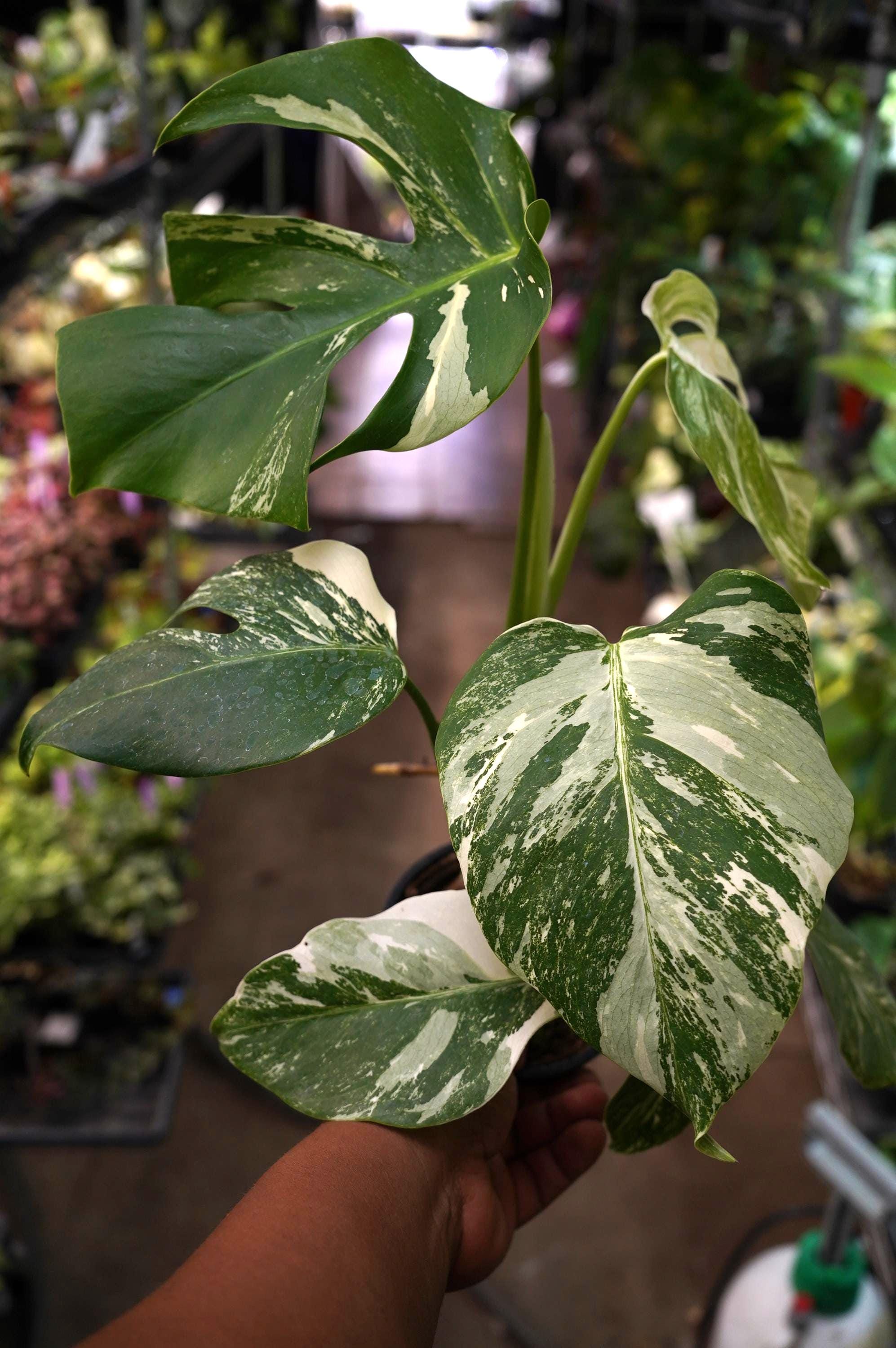 Monstera Mint Borsigiana - Etsy