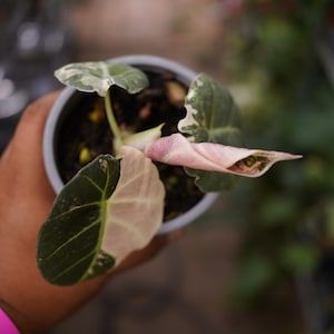 May include: A variegated Alocasia plant in a small gray pot. The plant features heart-shaped leaves with a mix of dark green and creamy pink variegation. One leaf is tightly curled, showing a soft pink hue, while others display distinct color patterns.