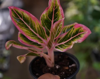 Aglaonema Black Sumatra: Colorful Accent Plant - 4